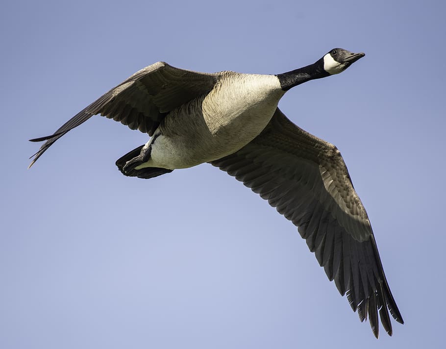 united states, horicon marsh, canadian geese, canadian goose, HD wallpaper