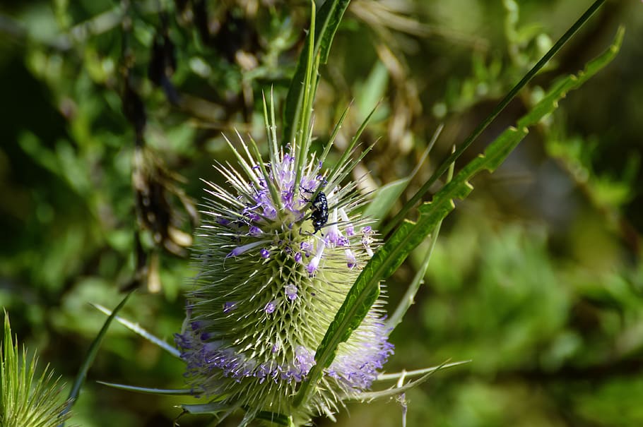 card, thistle, wild, prickly, plant, close up, dipsacaceae HD wallpaper