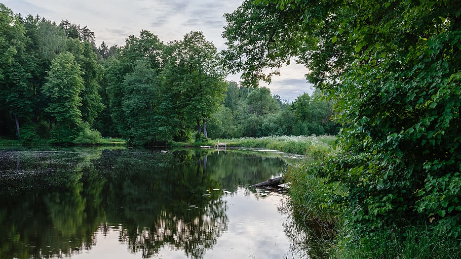 pond, tree, summer, park, standing water, calm, plant, reflection HD wallpaper