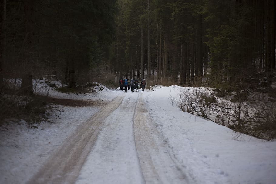 People Walking on Icy Road, cold, daylight, forest, zing, frost HD wallpaper