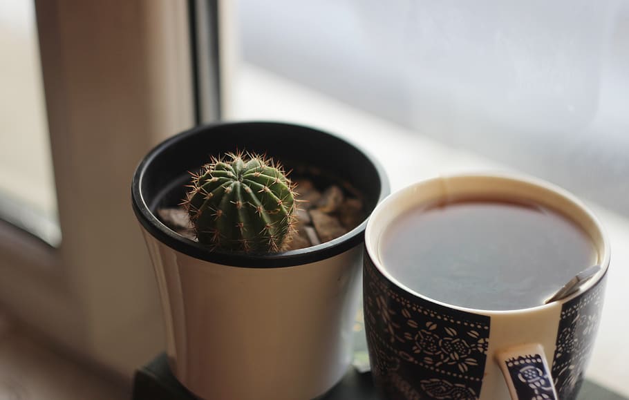 ukraine, lviv, cactus, flower, home, cozy, tea, green, hot tea HD wallpaper