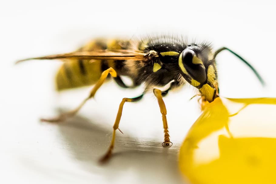 Yellow Jacket in Macro Shot, bee, close-up, insect, little, stinger HD wallpaper