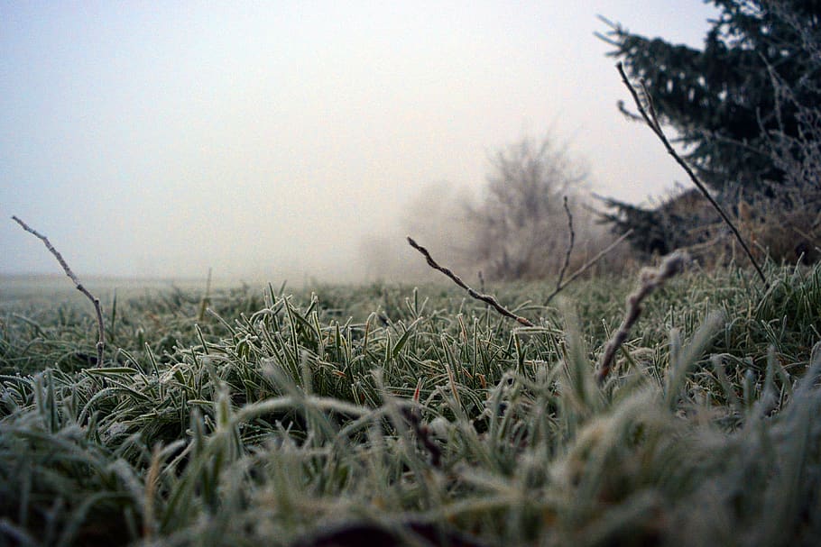 grass, frost, winter, cold, morning, nature, frozen, snow, ice HD wallpaper