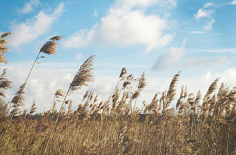 reed, grasses, wind, nature, plant, natural, summer, field HD wallpaper