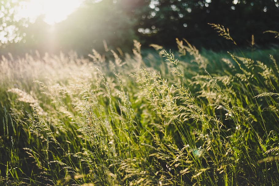 austria, persenbeug-gottsdorf, sun, sunset, green, background HD wallpaper