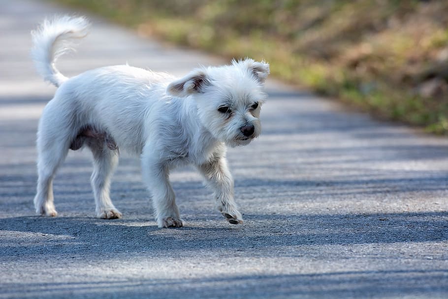 dog, white, out, road, away, small, small dog, hybrid, maltese-havanese HD wallpaper