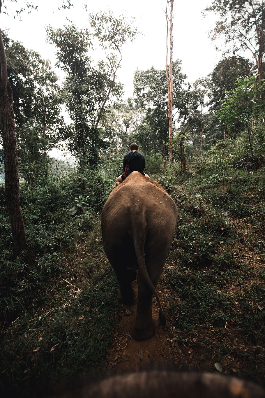 person riding elephant in woods during daytime, mammal, wildlife