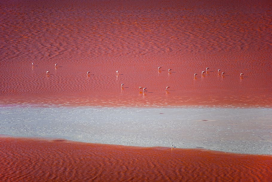 flock, animal, nature, bird, outdoors, laguna colorada, desert HD wallpaper