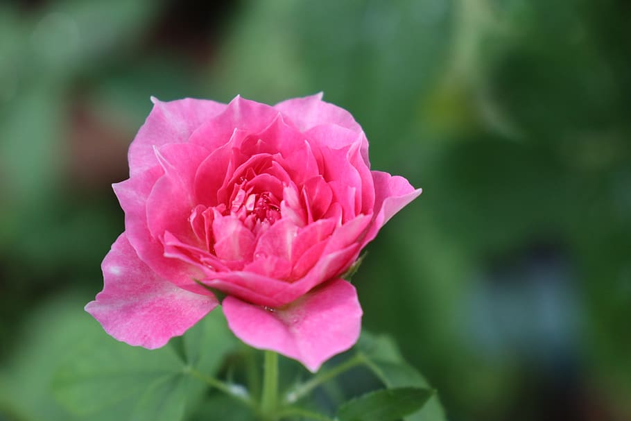 rose flower, lovely, pink, nice, garden, green, picture, pattern HD wallpaper
