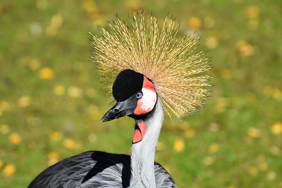 grey crowned crane, baleurica regulorum, bird, feather, colorful HD wallpaper