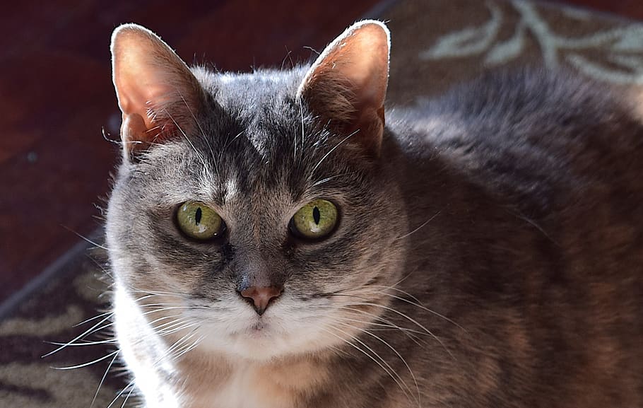 cat, portrait, cute, animal, furry, fluffy, looking, grey, domestic HD wallpaper