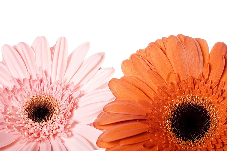 background, blooming, blossom, daisy, floral, flower, fresh HD wallpaper
