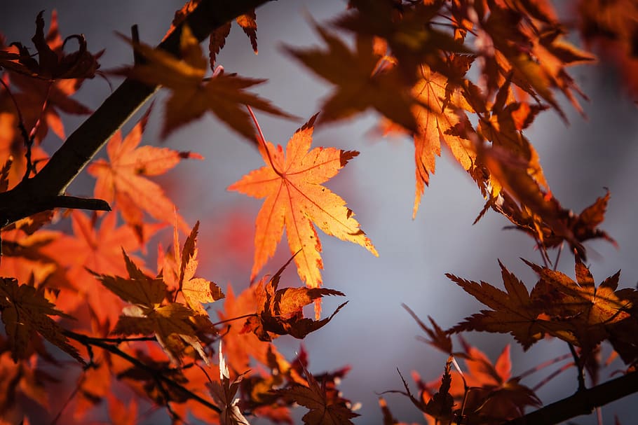 Close-up of Maple Leaves, branch, nature, season, tree, autumn HD wallpaper