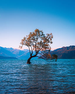 brown leaf tree at water during daytime, solitude, alone, mountain HD wallpaper