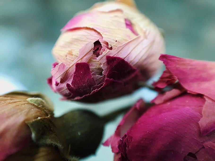 ukraine, kyiv, dry, vintage, macro, life, plant, awesome, tea HD wallpaper