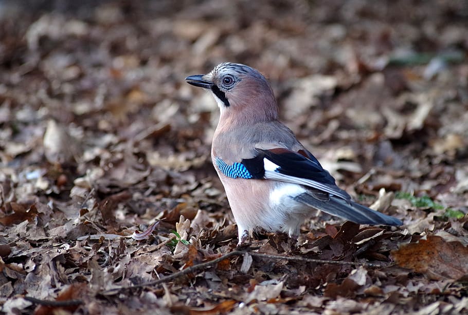 jay, forest, animal world, bird watching, plumage, one animal HD wallpaper