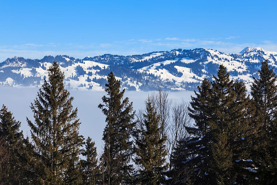 switzerland, stoos, tree, plant, beauty in nature, winter, sky HD wallpaper