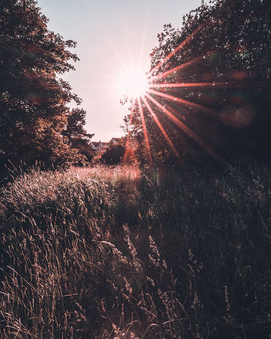 sunlight, flare, grass, forest, nature, conifer, flora, tree HD wallpaper
