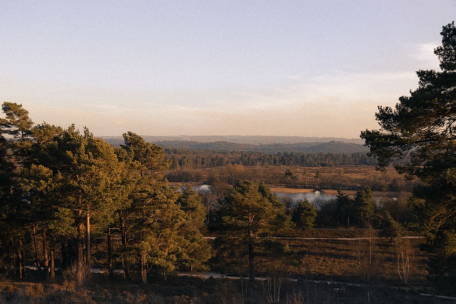 united kingdom, lake, forest, uk, green, sunset, walk, dog HD wallpaper