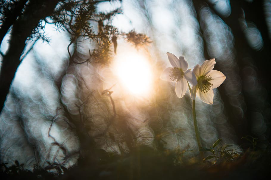 white-petaled flowers, plant, sunlight, beauty in nature, tree HD wallpaper