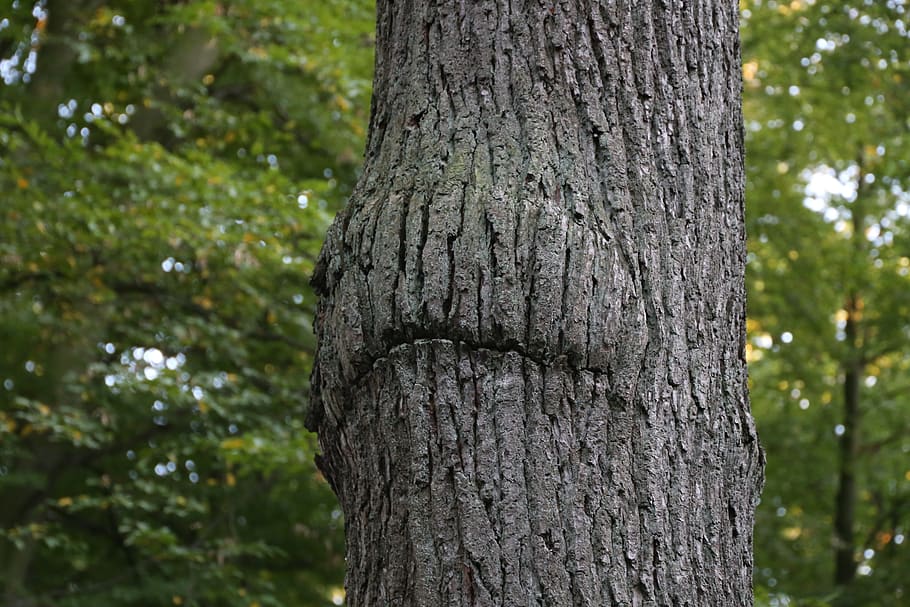 mouth, tree, forest, nature, landscape, green, autumn, halloween, HD wallpaper