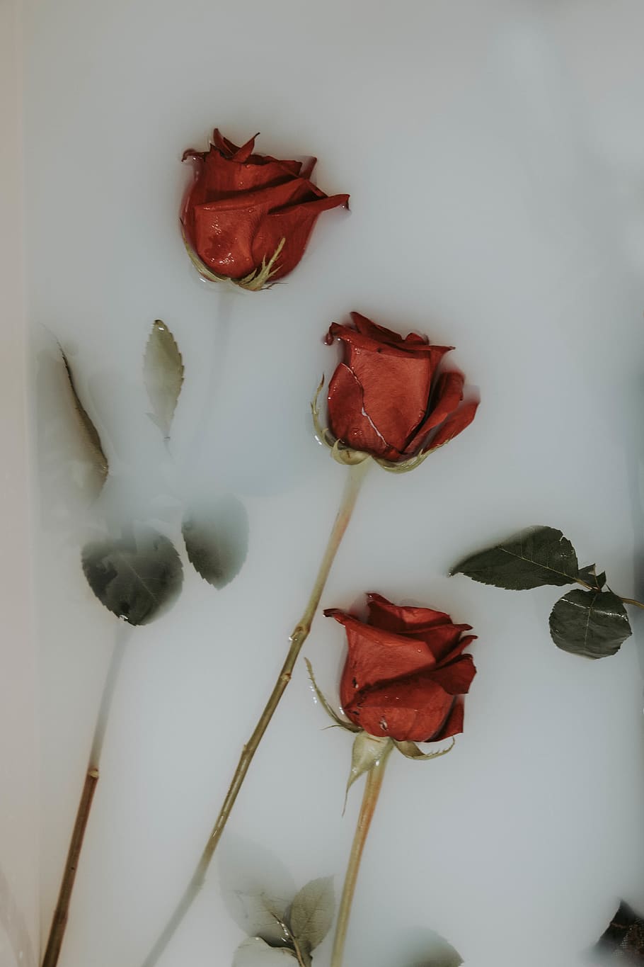 three red roses on white panel, flower, flora, blossom, plant HD wallpaper