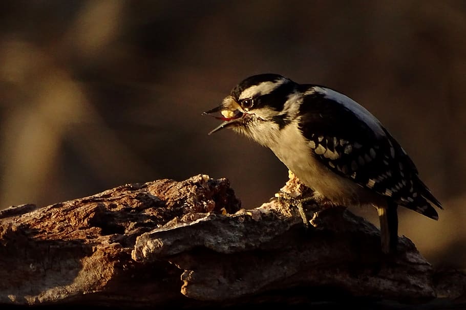 black and white bird, animal, woodpecker, jay, food, plant, surprise HD wallpaper