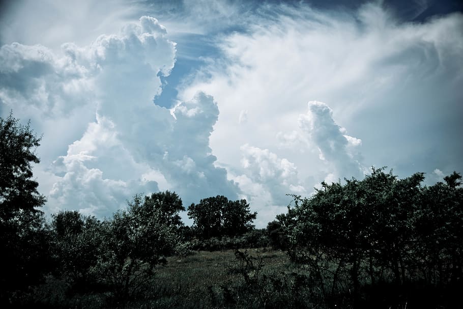 clouds, muted, silence, blue, tree, cloud - sky, plant, beauty in nature HD wallpaper