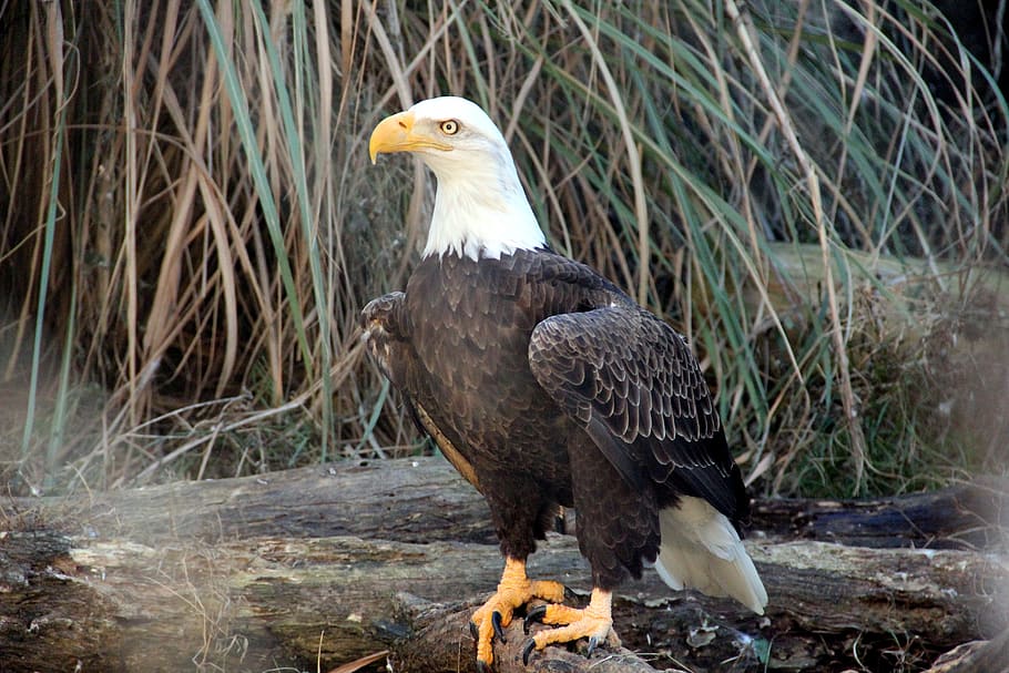 bald eagle, raptor, bird, nature, animal, bill, majestic, usa, HD wallpaper