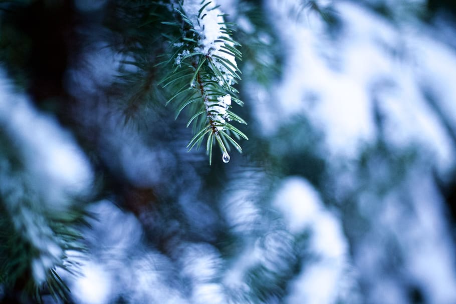 ukraine, kharkiv, fir, winter, droplet, plant, tree, coniferous tree HD wallpaper