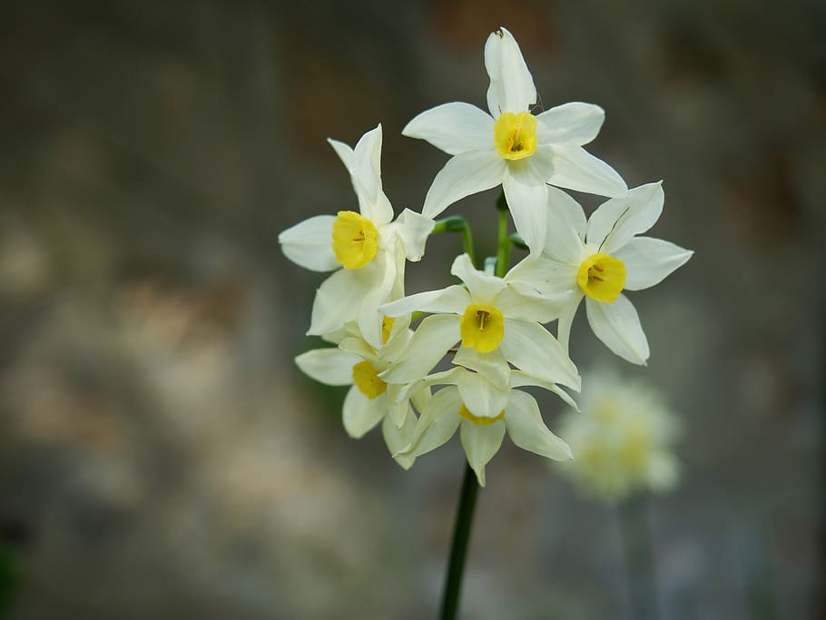 white flowers, plant, blossom, amaryllidaceae, daffodil, nature HD wallpaper