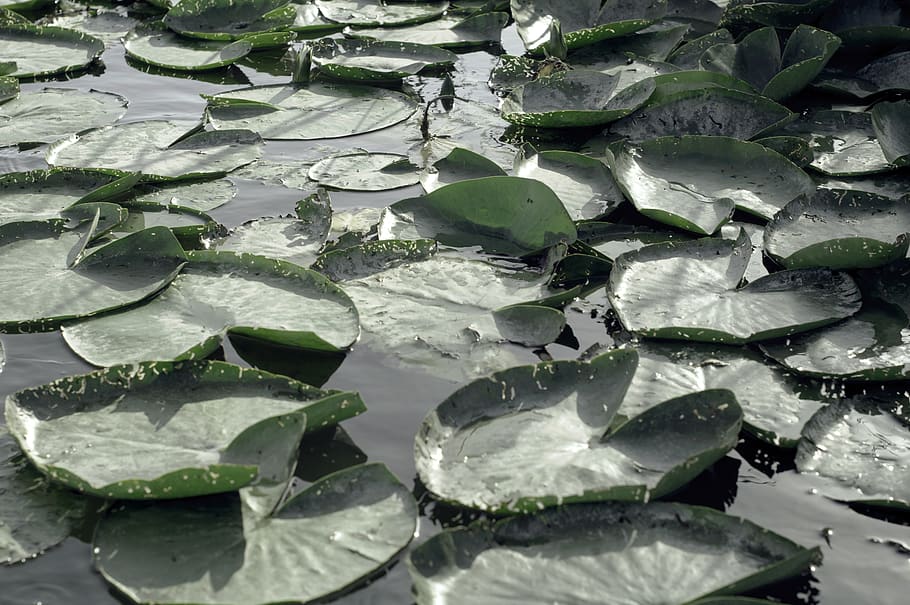 water, plant, plants, float, floating, lily pad, green, no people HD wallpaper