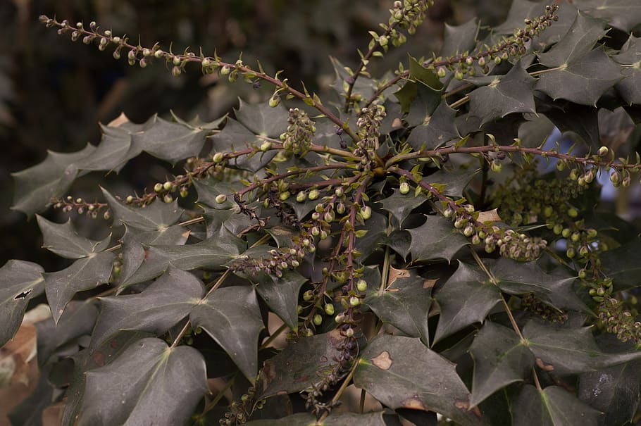 plant, leaf, tree, blossom, flower, acanthaceae, food, annonaceae HD wallpaper