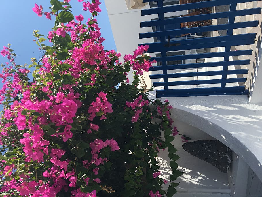 greece, imerovigli, unnamed road, blue, tree, pink, flowers HD wallpaper