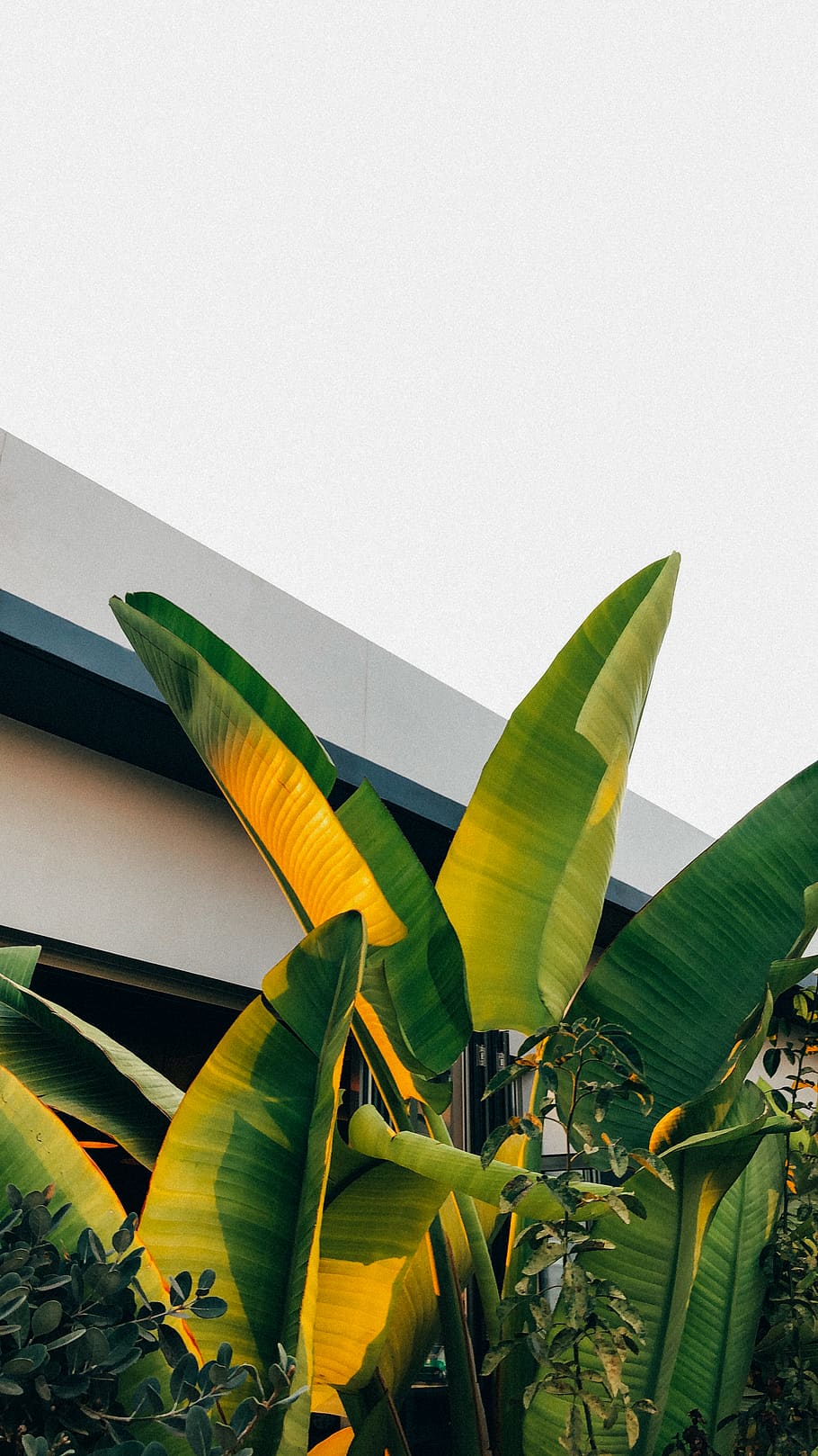 banana plant, plant part, leaf, green color, growth, nature, no people HD wallpaper