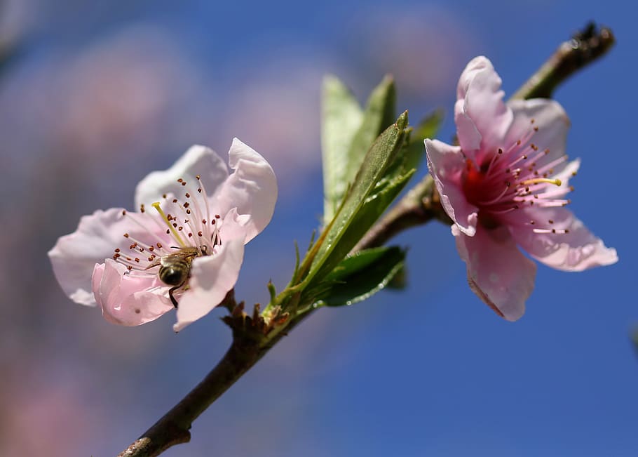 flowers, pink, casey, tree, spring, flourished, flowering plant HD wallpaper