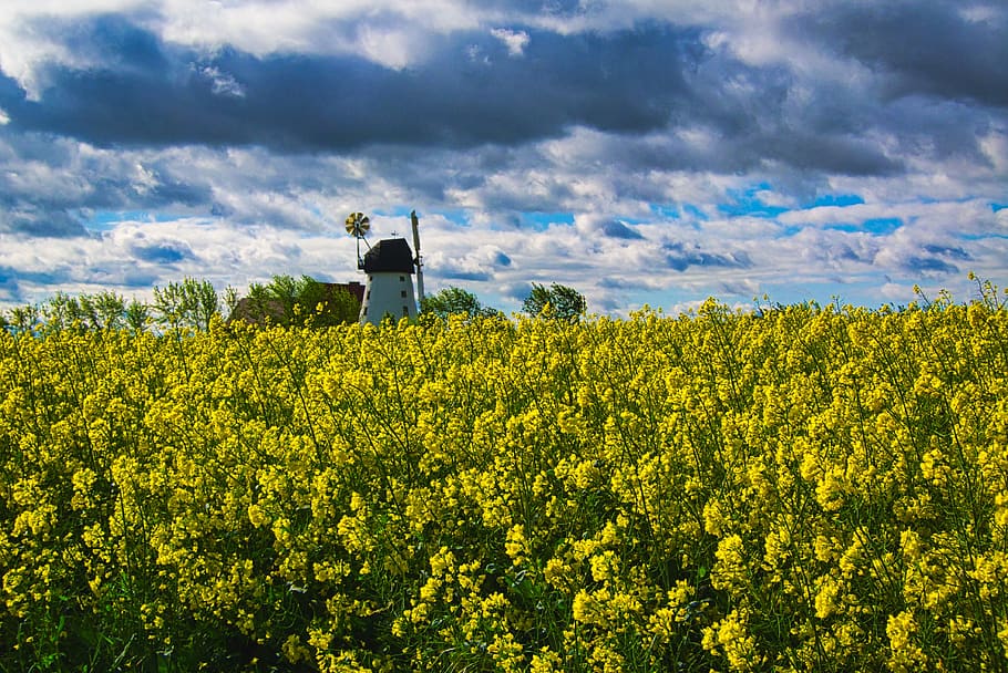 field of rapeseeds, windmill, clouds, landscape, nature, sky HD wallpaper