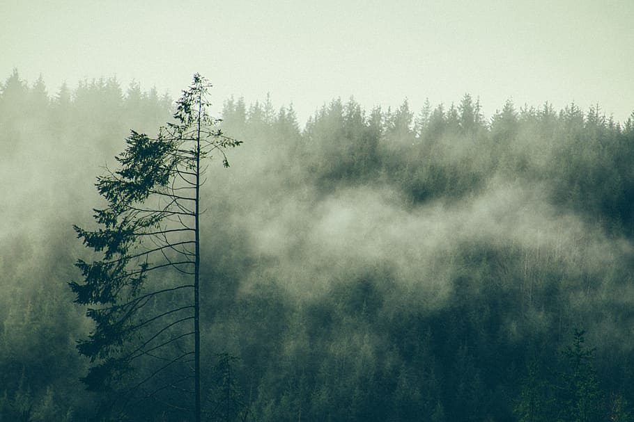 green trees surround by fogs during daytime, mist, forest, woodland HD wallpaper