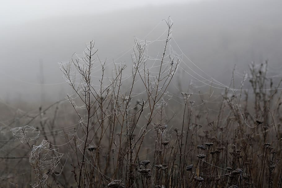 spider web, drops, dew, morning, autumn, water, wet, plant HD wallpaper