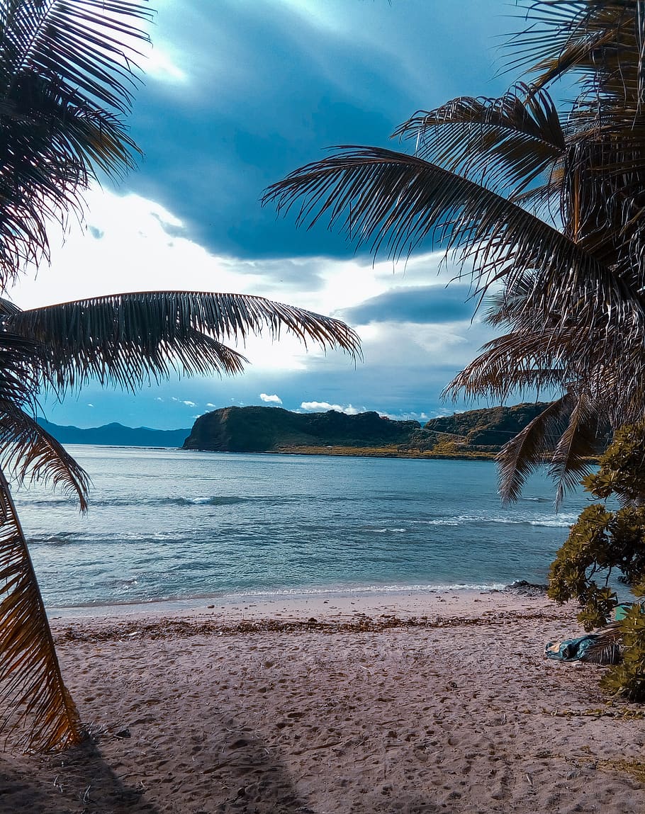 water, sky, tree, sea, palm tree, beauty in nature, plant, scenics - nature HD wallpaper