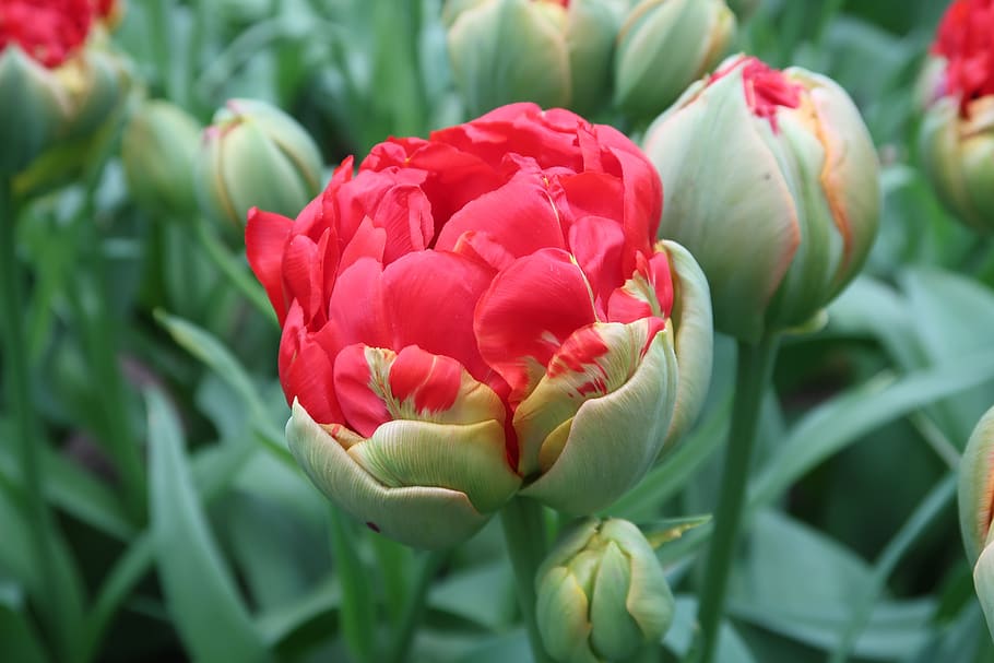 poppy, tulip, red, tulips, spring, tulpenbol, flowering plant HD wallpaper