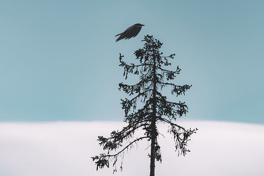 Black Bird Flying Over Tree, animal, avian, crow, daylight, outdoors HD wallpaper