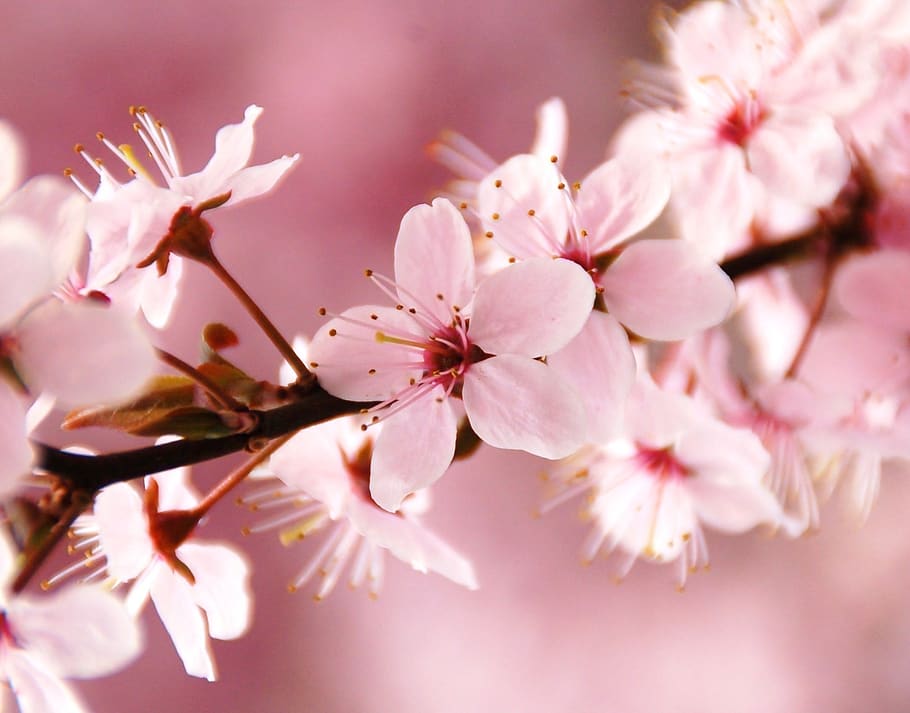 spring, blossom, pink, nice, flower, flowering plant, beauty in nature HD wallpaper