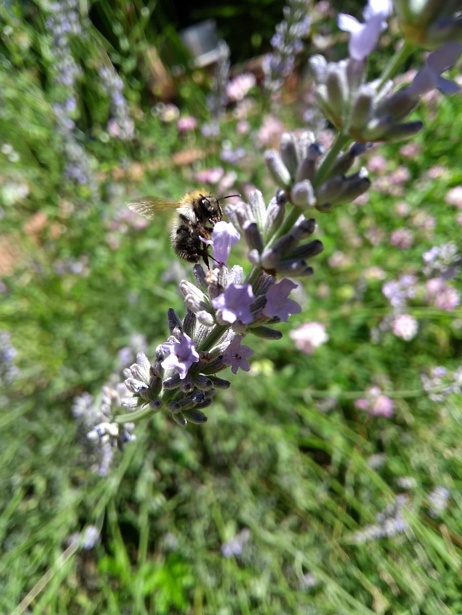 hummel, lavender, flower, close up, summer, spring, insect HD wallpaper