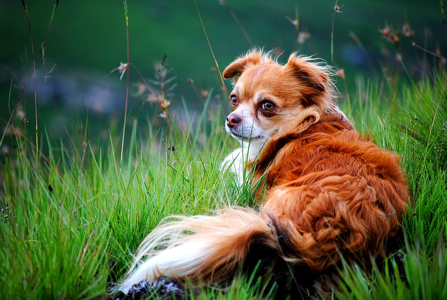 dog, canine, pet, mammal, animal, puppy, plant, grass, south africa HD wallpaper