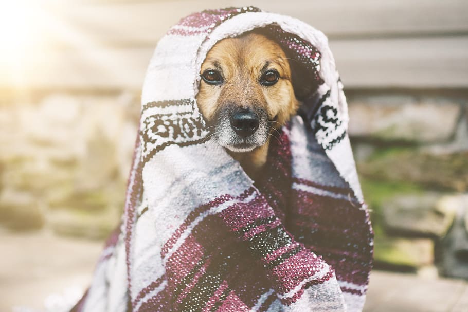 brown dog covered by white and purple striped blanket, canine HD wallpaper