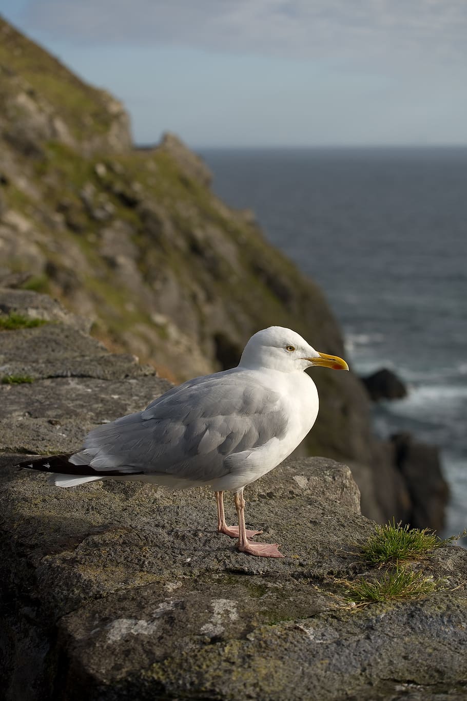 gull, bird, seagull, dom, sky, animal, nature, feather, wings HD wallpaper