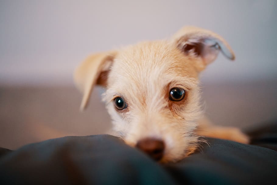 Puppy On Black Cloth, adorable, animal, canine, cute, dog, domestic animal HD wallpaper