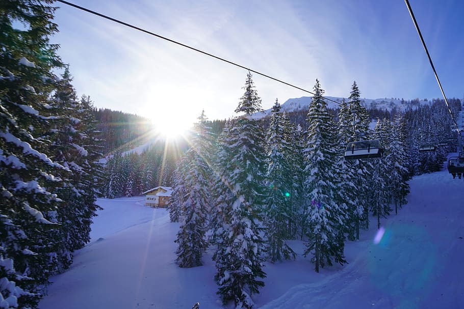 plant, tree, abies, fir, pine, conifer, snow, nature, outdoors HD wallpaper
