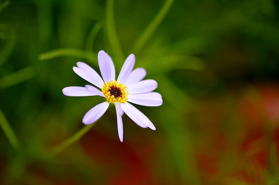 frühlingsblüher, garden, nature, white, flower, close up HD wallpaper